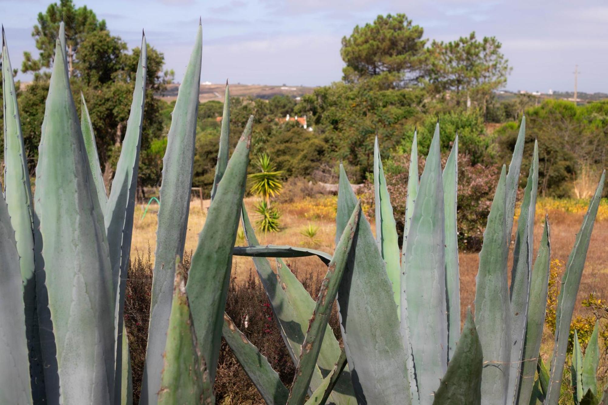 Monte Da Urze Aljezur - Agroturismo Buitenkant foto